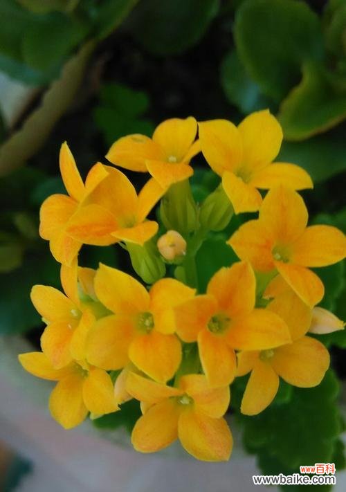 以什么花语代表长寿 长寿之花