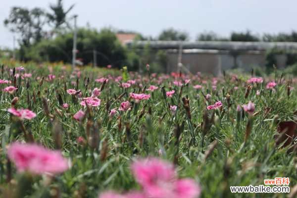 石竹黄叶的原因和处理办法