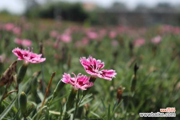 石竹黄叶的原因和处理办法