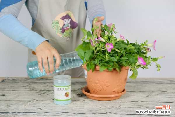 矮牵牛烂根怎么办