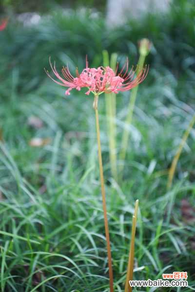 石蒜黄叶的原因和处理办法