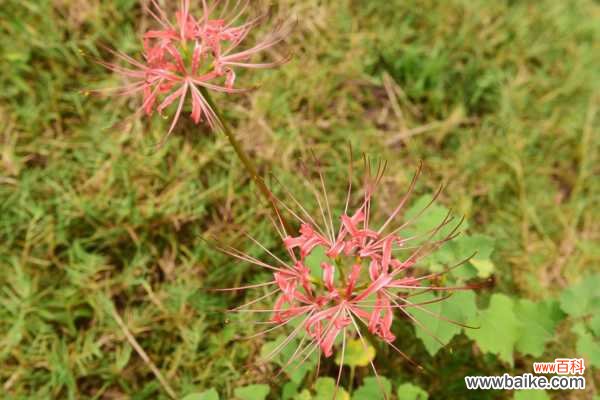 石蒜黄叶的原因和处理办法