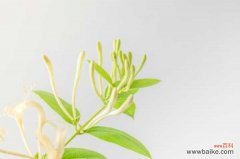 金银花烂根怎么处理