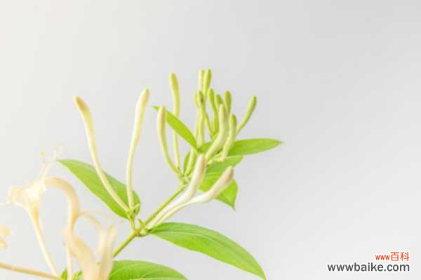 金银花烂根怎么处理