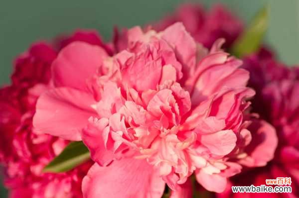 芍药黄叶的原因和处理办法