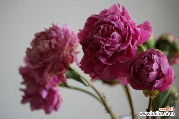 芍药黄叶的原因和处理办法