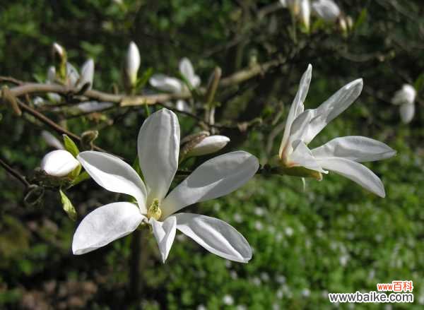 玉兰烂根怎么补救