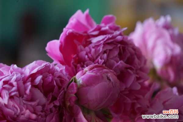 芍药叶子发黄怎么回事，芍药叶子枯萎