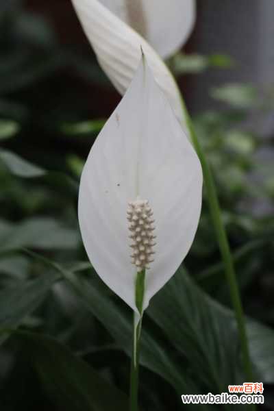 白掌烂根怎么处理