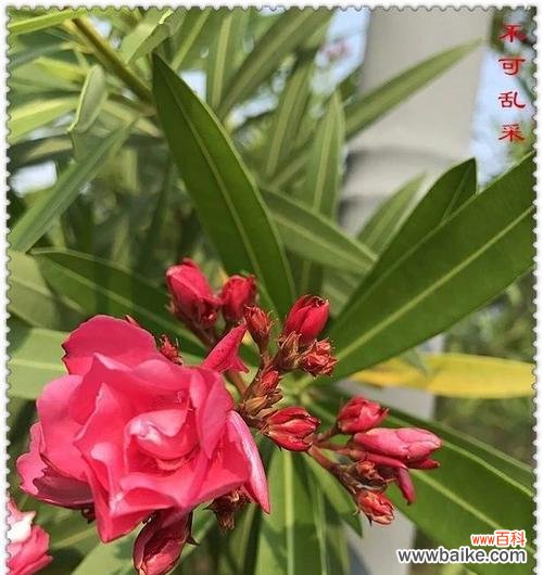 开花的神秘传说与深刻含义 传说中的夹竹桃花语