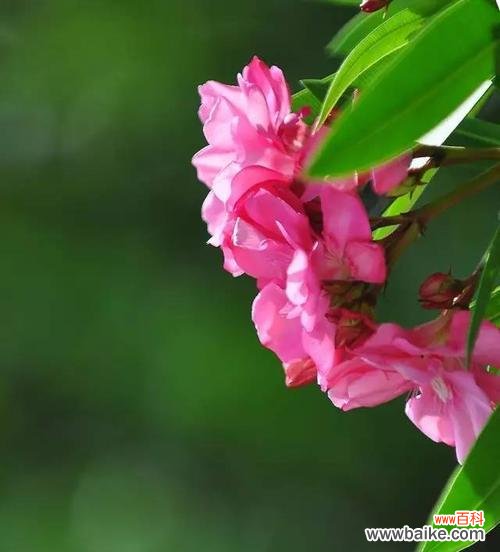 开花的神秘传说与深刻含义 传说中的夹竹桃花语