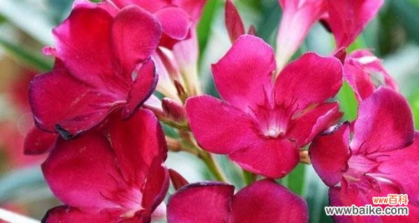 开花的神秘传说与深刻含义 传说中的夹竹桃花语