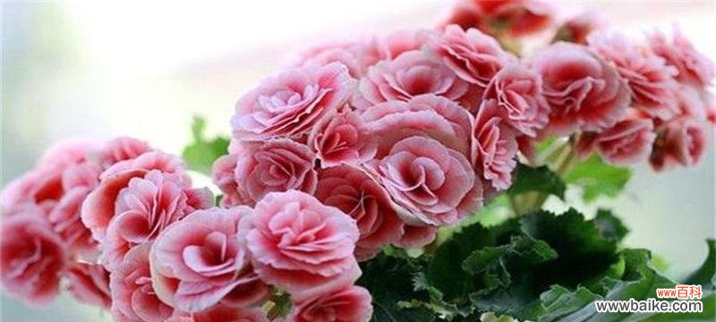 探寻四季海棠的花语象征与寓意,感悟人生之美 四季海棠