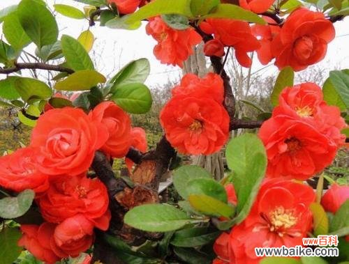 探寻四季海棠的花语象征与寓意,感悟人生之美 四季海棠