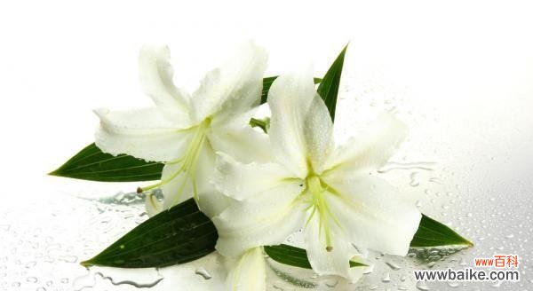 探秘白百合的8种花语 花开花落，百合花语