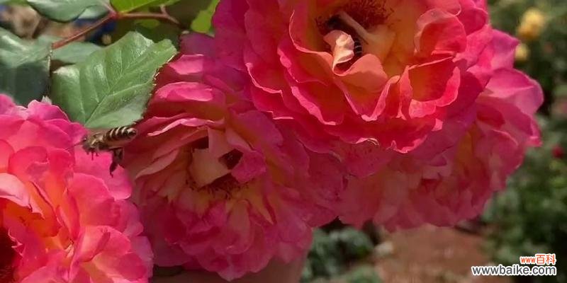 红色蔷薇花的象征意义和在圣诞季的应用 深红色蔷薇花花语与圣诞