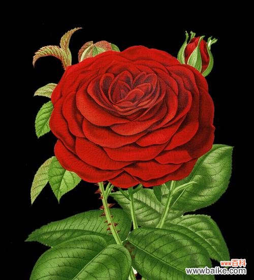 红色蔷薇花的象征意义和在圣诞季的应用 深红色蔷薇花花语与圣诞