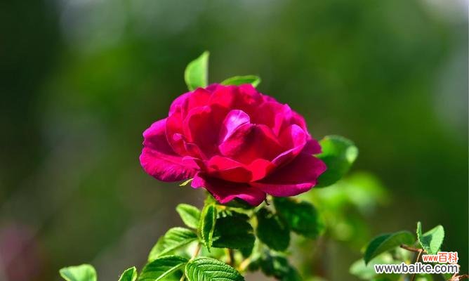 红色蔷薇花的象征意义和在圣诞季的应用 深红色蔷薇花花语与圣诞