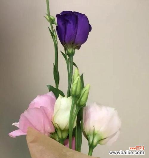 喜悦之花——桔梗花的花语及图片