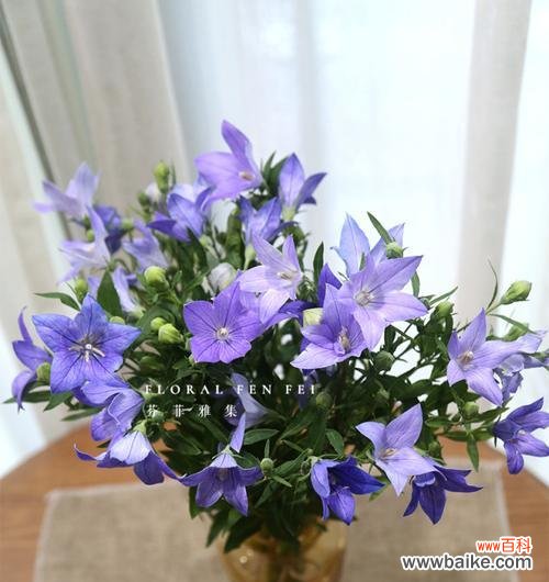 喜悦之花——桔梗花的花语及图片