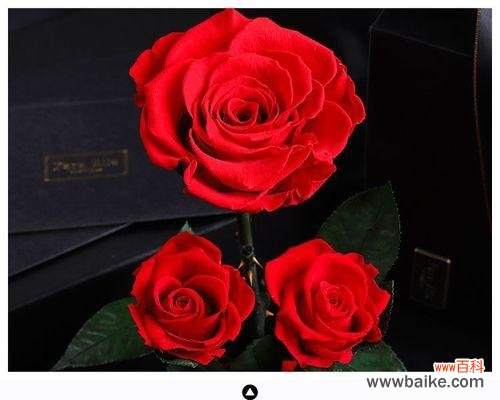 探究花语背后的真正含义 送三朵玫瑰花的含义