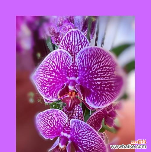 绽放着爱与热情的红蝴蝶兰 红蝴蝶兰的花语与美丽传说