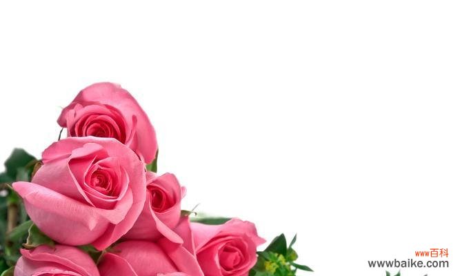 探寻玫瑰的秘密 红玫瑰与粉玫瑰花语的意义