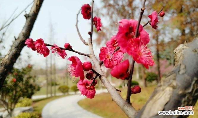 春意盎然的花朵 红梅花花语及其意义