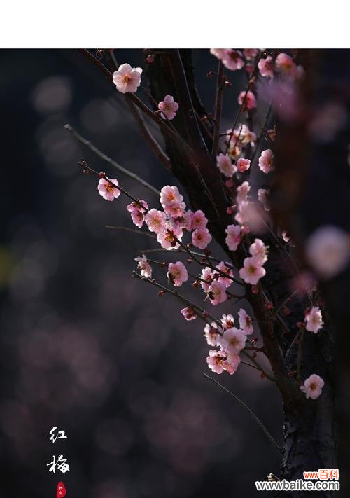 春意盎然的花朵 红梅花花语及其意义