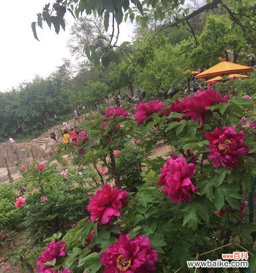 揭示红牡丹花的花语和象征意义 红牡丹花