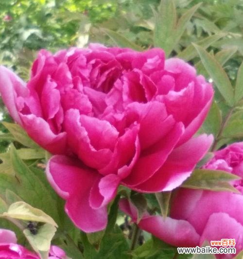 揭示红牡丹花的花语和象征意义 红牡丹花