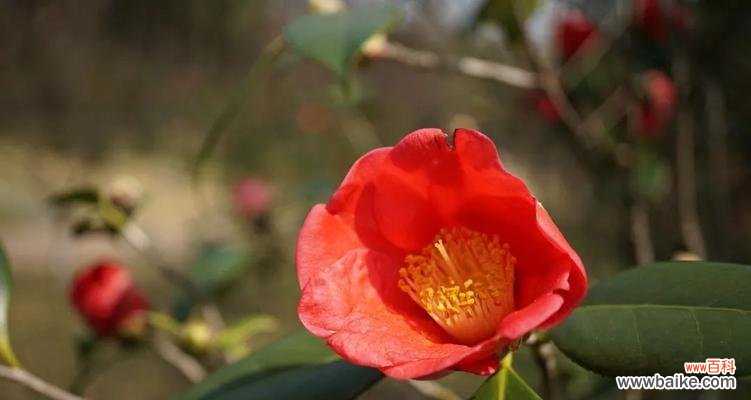 红色茶梅 红色茶梅的花语和寓意