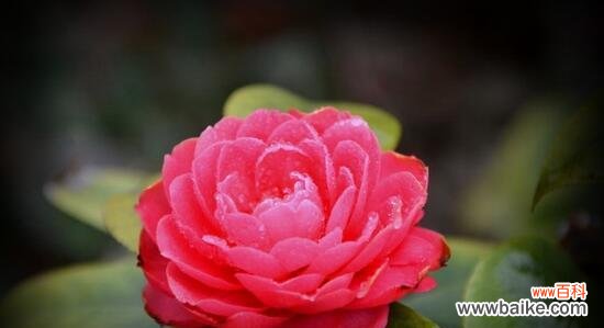 红色茶梅 红色茶梅的花语和寓意