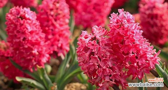 红色风信子的美丽和寓意 红色风信子花语