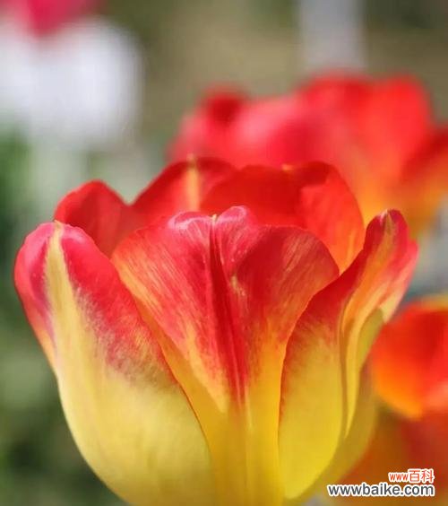 红色和黄色郁金香花的美与寓意 红色和黄色的郁金香花的象征意义