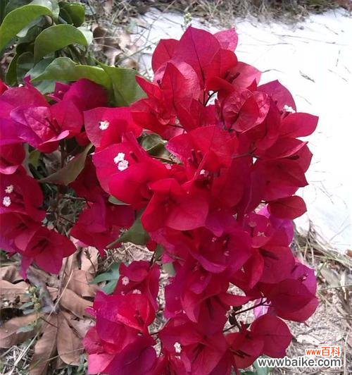 一朵花背后的爱情纠葛 红色三角梅的花语