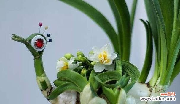 美丽绽放的水仙花 水仙的花期和其意义的探索