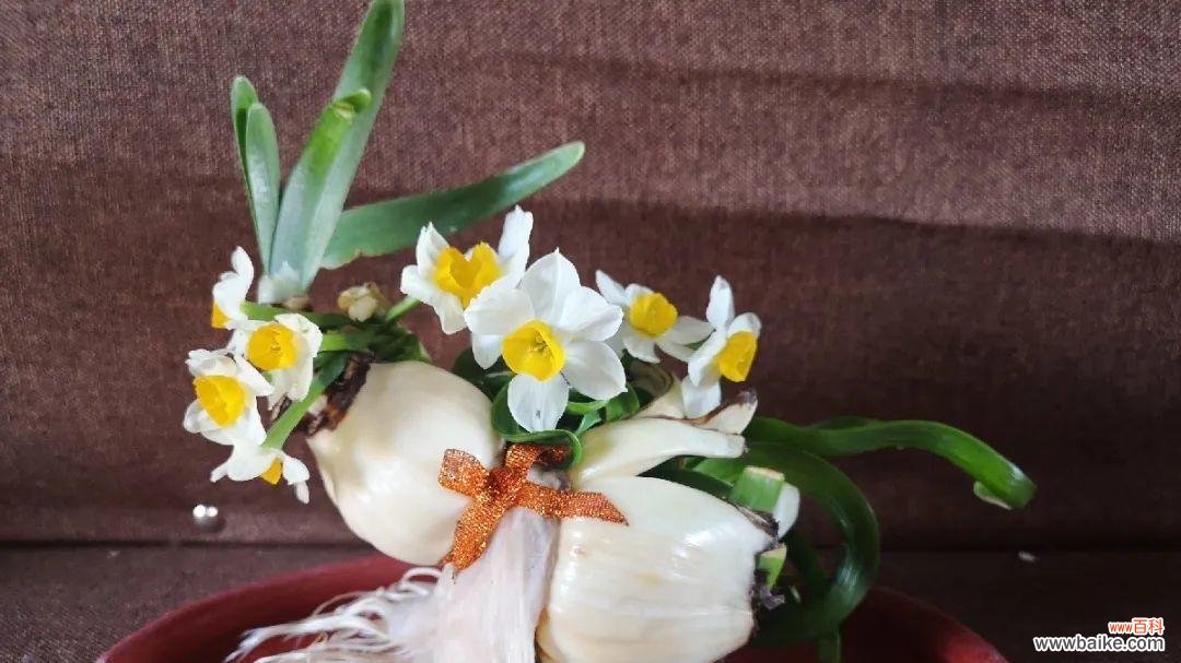 探索雕刻艺术中的精神追求与审美价值 水仙雕刻技艺的传承与意义