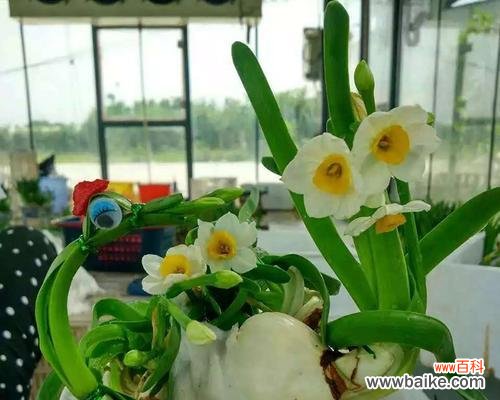 探索雕刻艺术中的精神追求与审美价值 水仙雕刻技艺的传承与意义