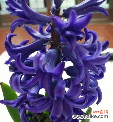 探寻风信子的花语之美 水培风信子花语的奇妙世界