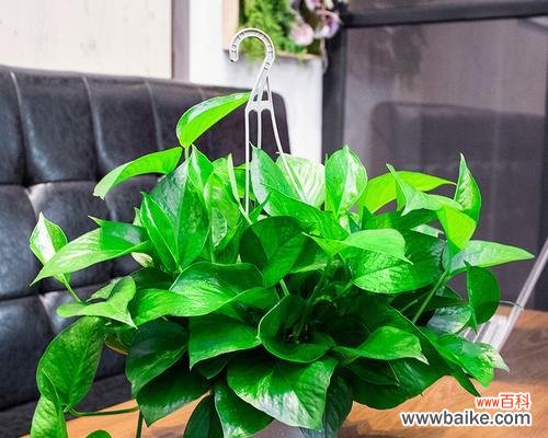 探索绿萝花语的深意与神奇力量 水培绿萝的花语