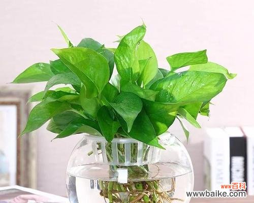 探索绿萝花语的深意与神奇力量 水培绿萝的花语