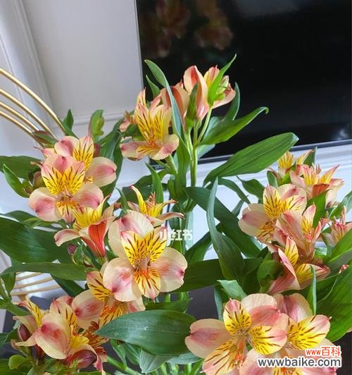 探寻水仙百合的意义与传说 水仙百合之美——花语与神话