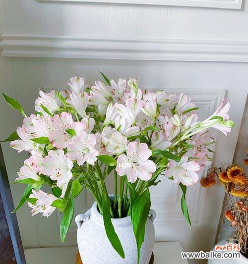 探寻水仙百合的意义与传说 水仙百合之美——花语与神话