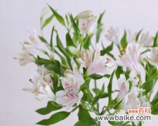 探寻水仙百合的意义与传说 水仙百合之美——花语与神话