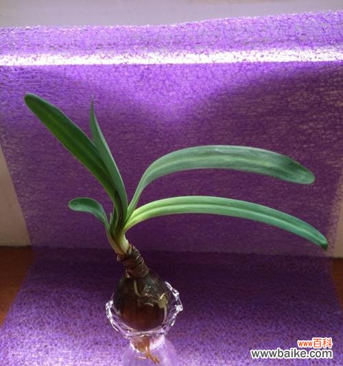 探索水仙花的象征意义及文化价值 水仙花的美丽寓意