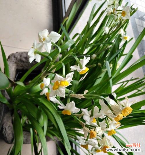 揭秘水仙花的神秘与浪漫鲜花文化的传承与演变 水仙花在日本的花语与文化意义