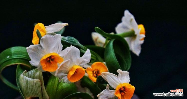 揭秘水仙花的神秘与浪漫鲜花文化的传承与演变 水仙花在日本的花语与文化意义