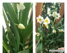 探索水仙花的寓意和文化传承 水仙花