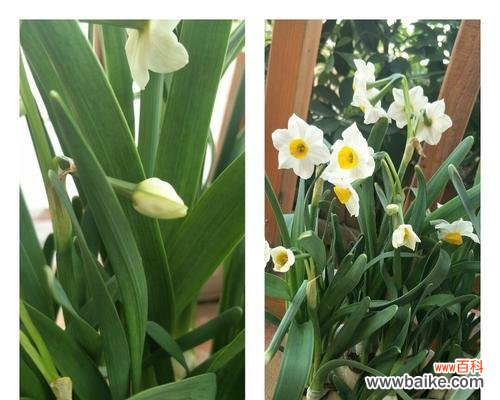 探索水仙花的寓意和文化传承 水仙花